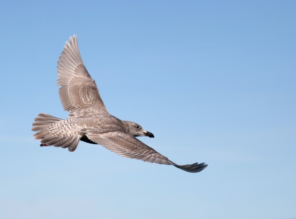 Glaucous-winged Gull